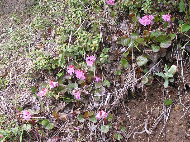 編笠山 -- 高山植物はいいなあ
