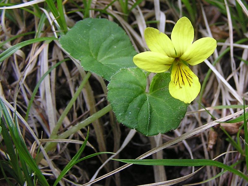 編笠山 -- クモマスミレ