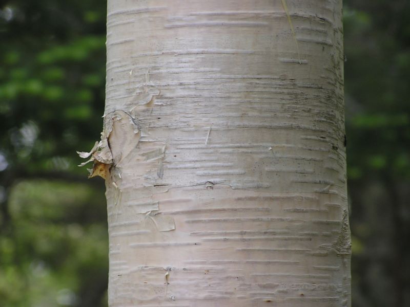 編笠山 -- シラカバ
