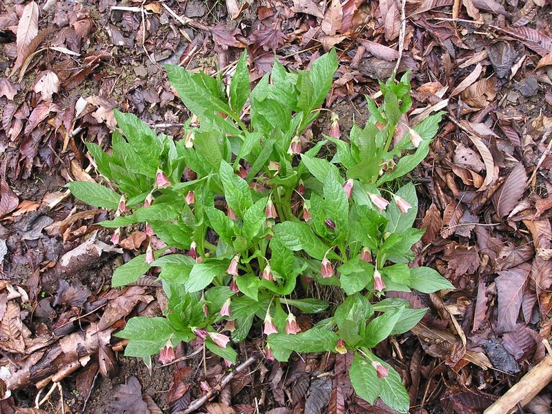 荒船山 -- ハシリドコロ