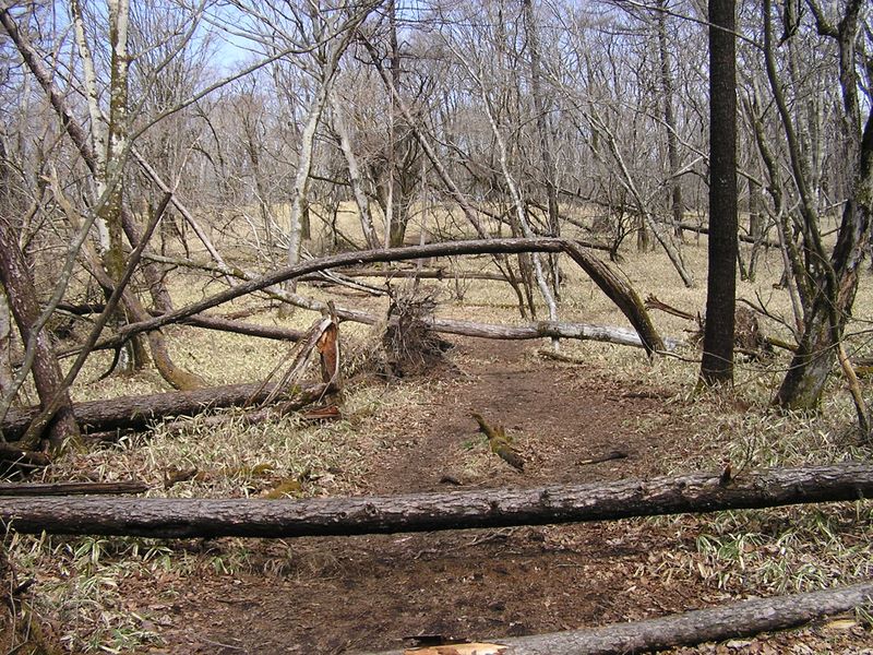 荒船山 -- 倒木が多くありました