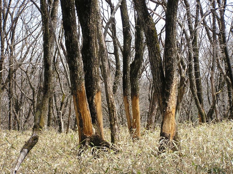 荒船山 -- 鹿がかじった