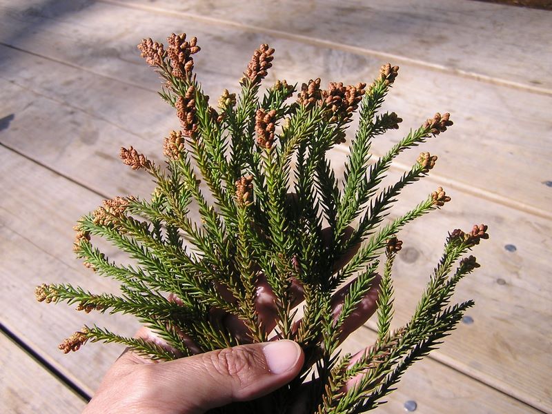 ありがたくないスギの花の季節がやって来た