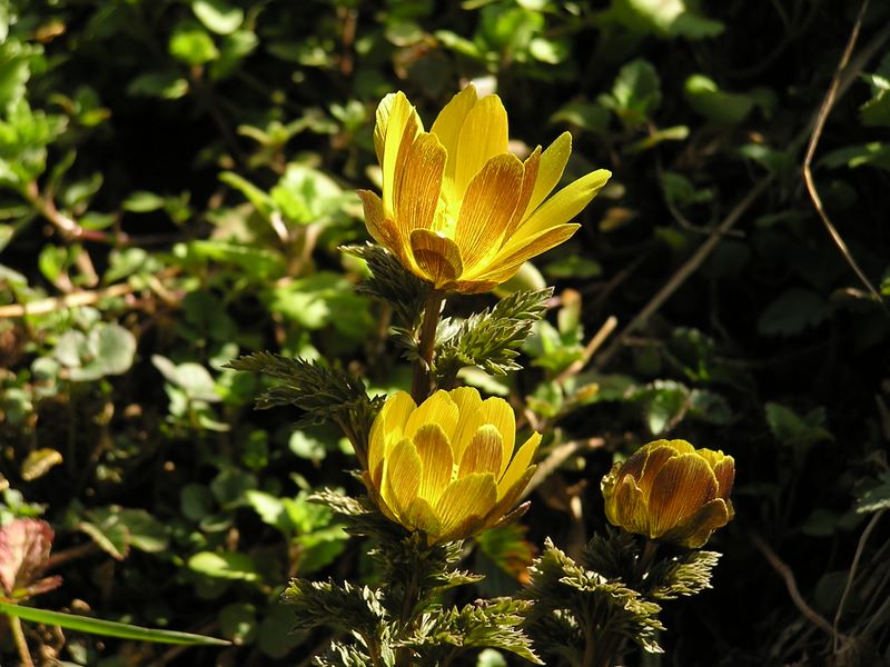大切に守っている福寿草