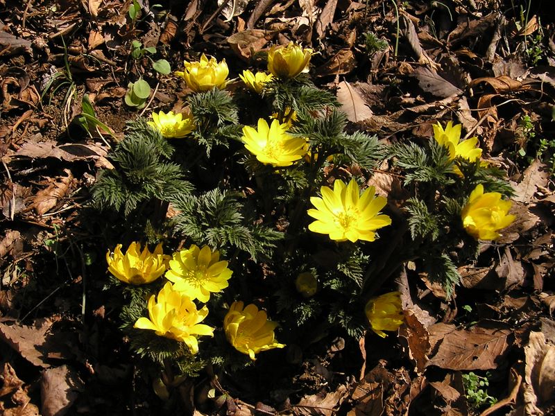 大切に守っている福寿草