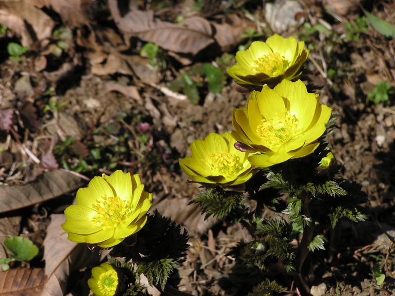 大切に守っている福寿草