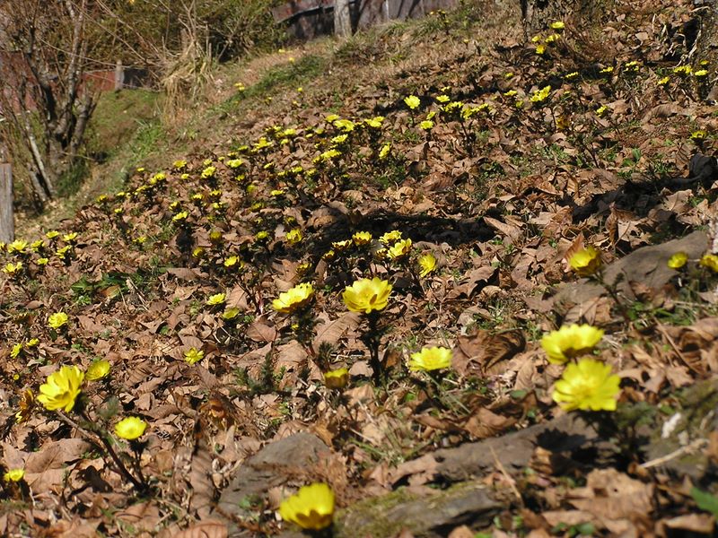 大切に守っている福寿草
