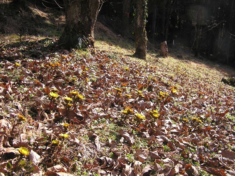 大切に守っている福寿草