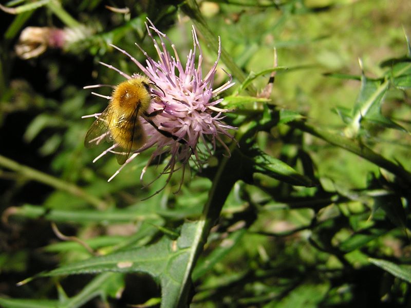浅間山 -- ノハラアザミ