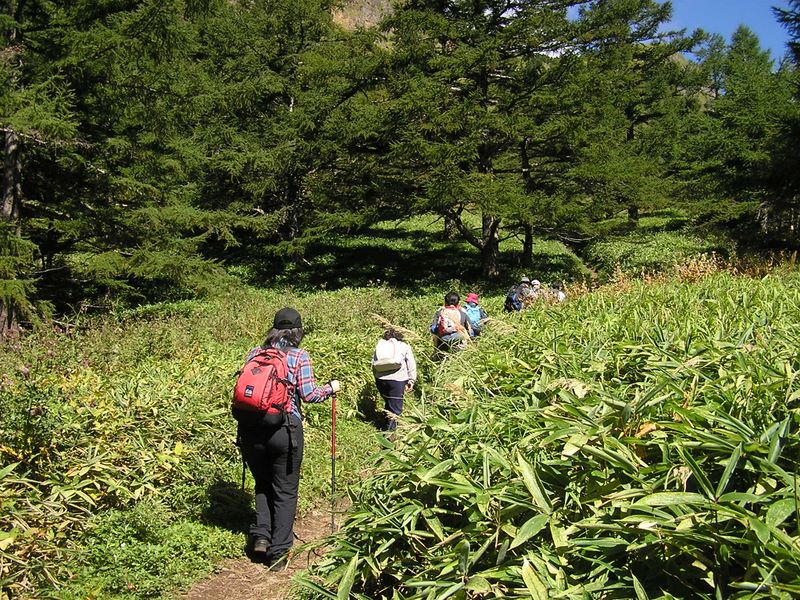 浅間山 -- 笹の草原を進む