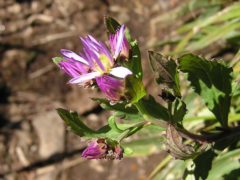 浅間山 -- ノコンギクが咲く