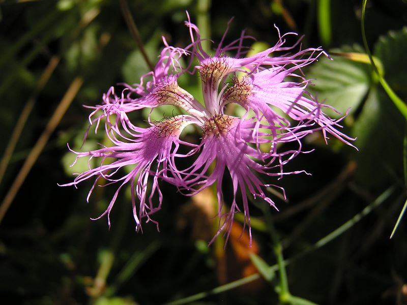 浅間山 -- ヒゲを生やしたタカネナデシコ