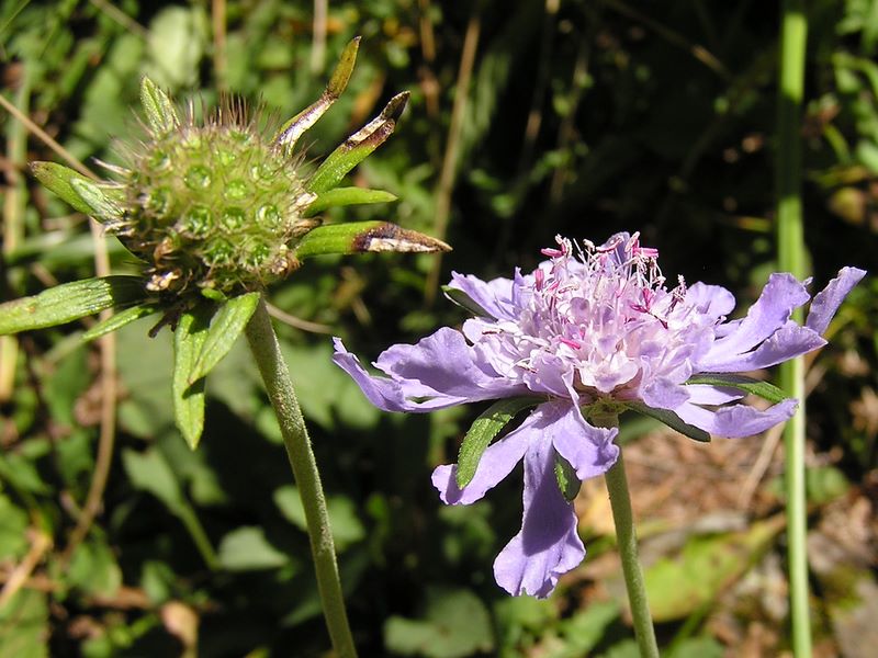浅間山 -- マツムシソウ