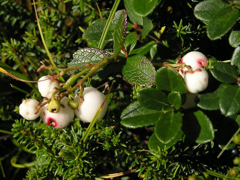 浅間山 -- シラタマノキ