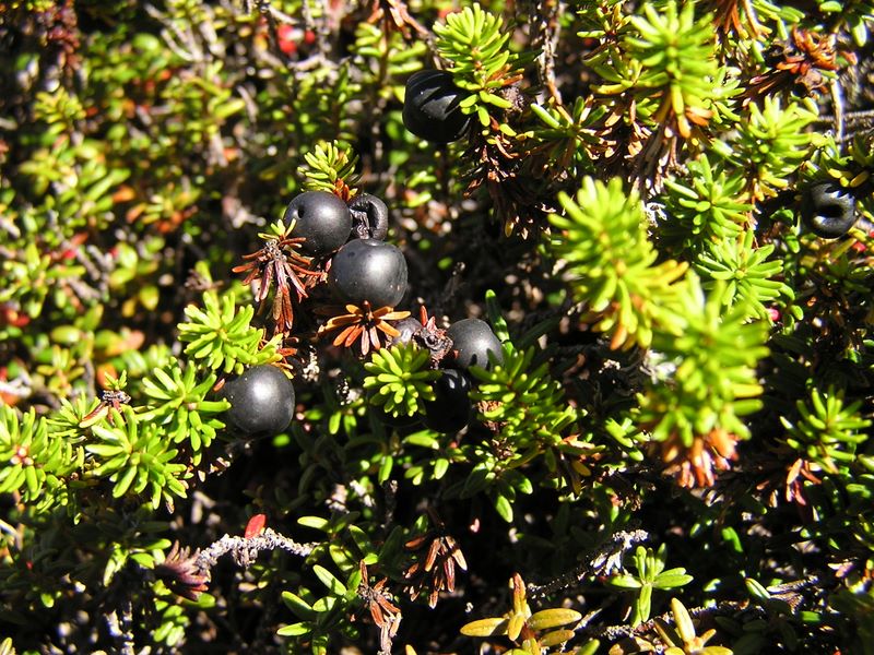 浅間山 -- ガンコウランの黒い実