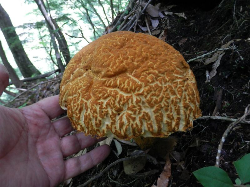 大きなキノコ
