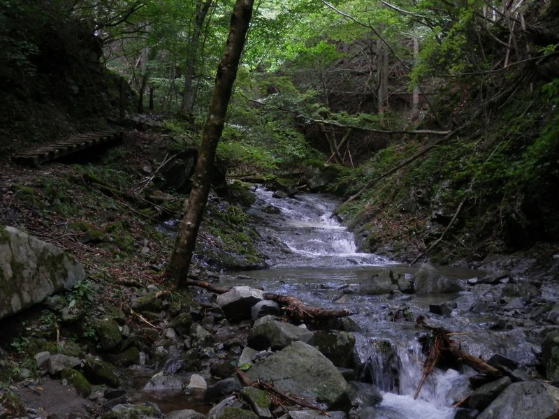 畦ヶ丸 -- いい感じの登山道