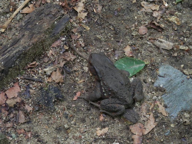 のっそり、ヒキガエル