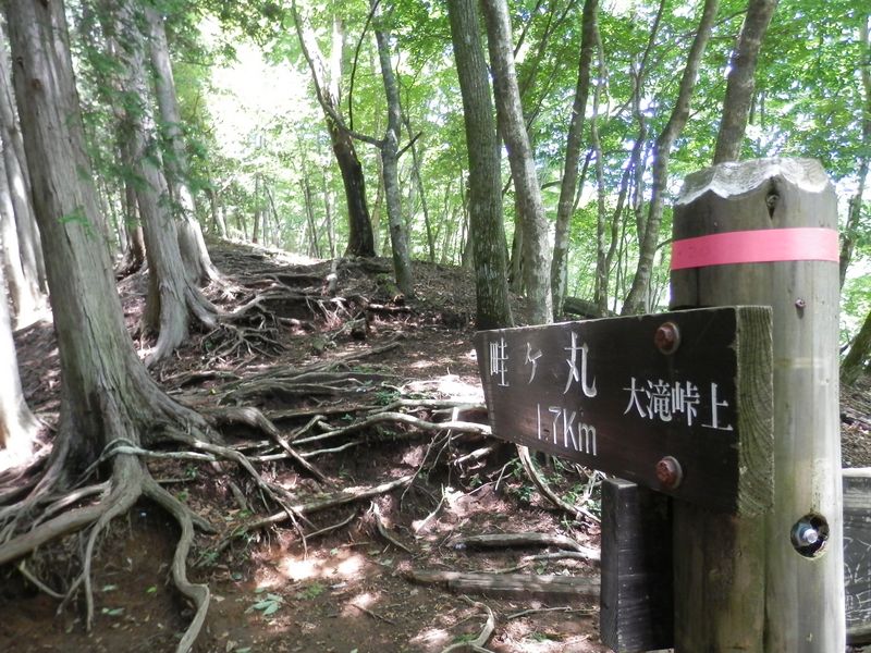 畦ヶ丸 -- 大滝峠上