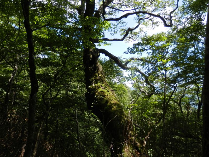 畦ヶ丸 -- 名前を付けたくなるようなブナ