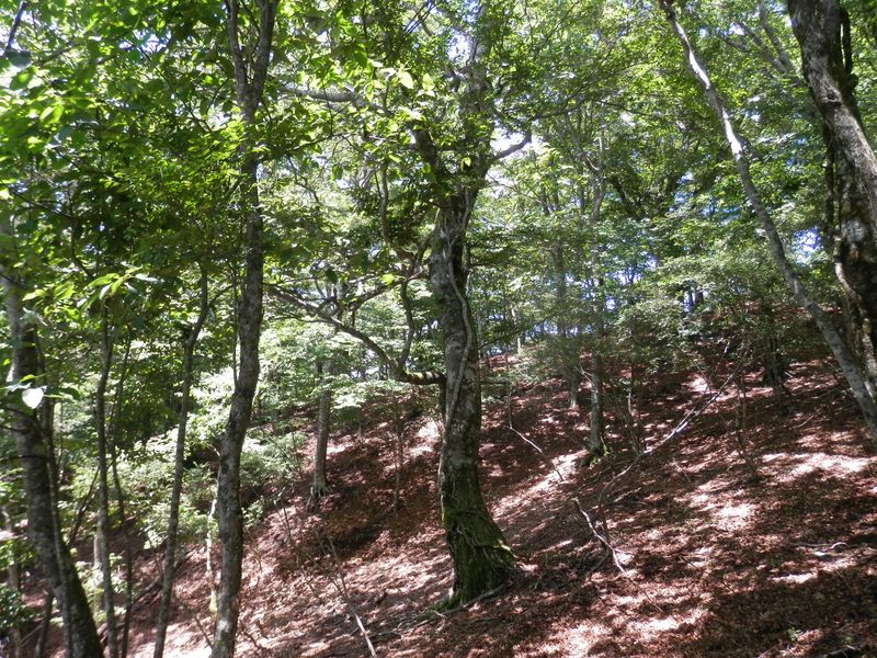 畦ヶ丸 --青空が透けて見える