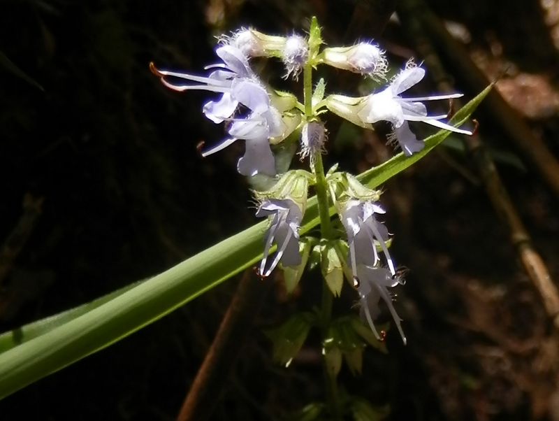 ナツノタムラソウ