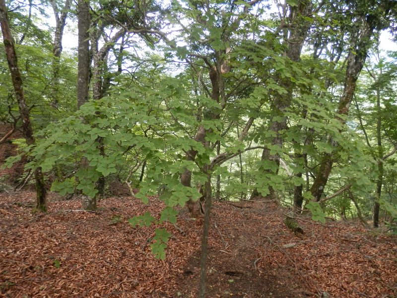 畦ヶ丸 -- 山頂近くにゴヨウツツジ
