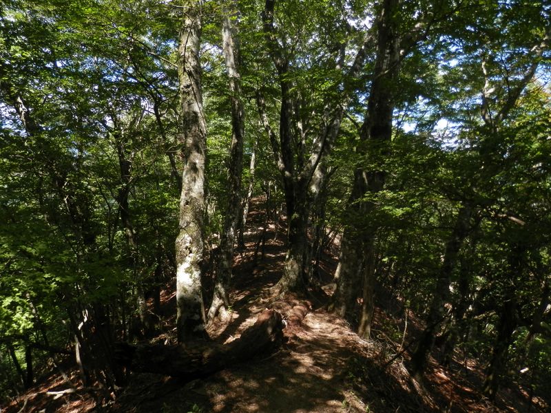 善六ノタワを目指して、快適な尾根歩き