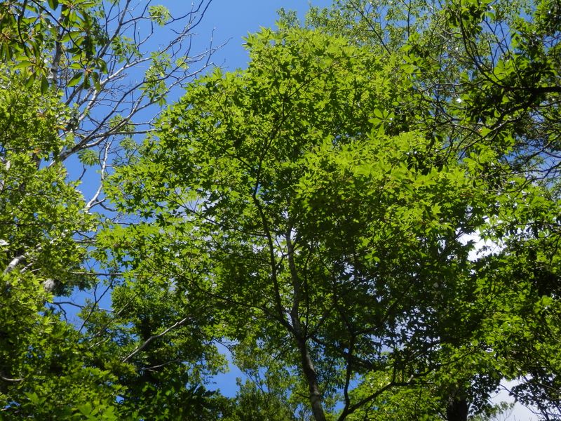 畦ヶ丸 -- 空は真夏の空
