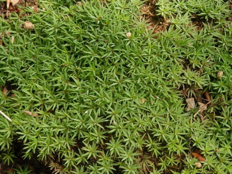 畦ヶ丸 -- スギゴケかな？