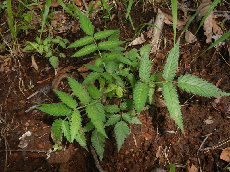 畦ヶ丸 -- バライチゴだろう