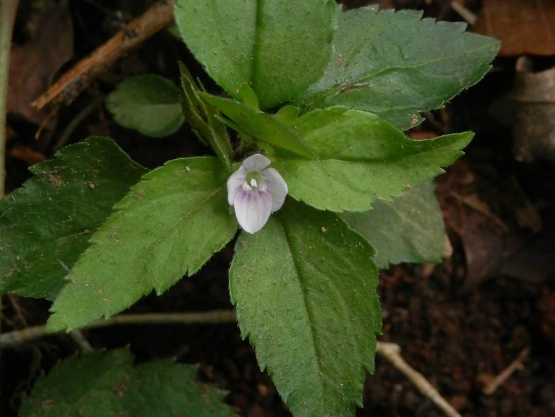 畦ヶ丸 -- クワガタソウ