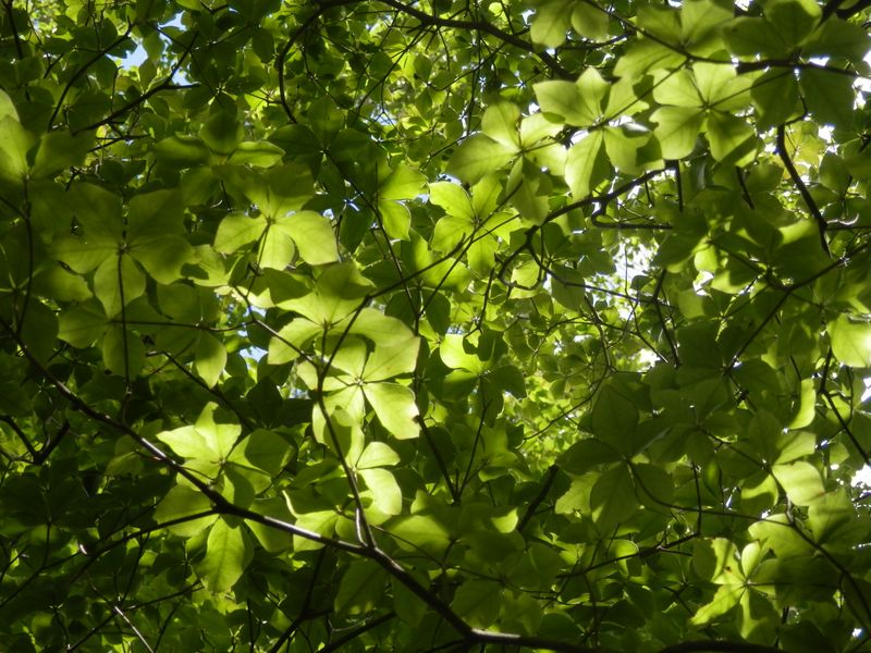 畦ヶ丸 -- 大きなゴヨウツツジの木