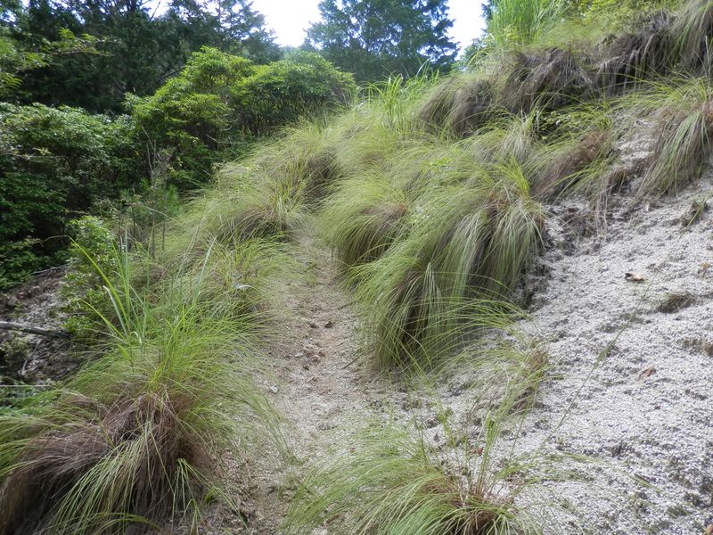 畦ヶ丸 -- 牧草みたいな草