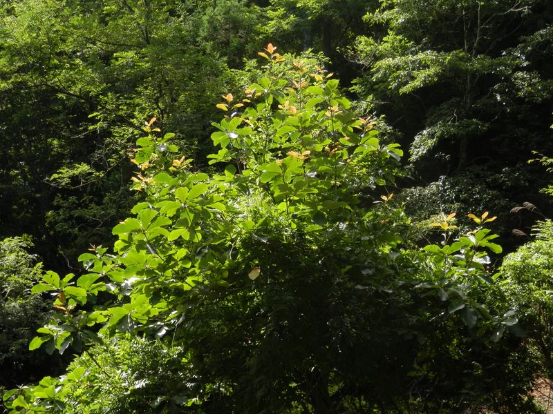 ヤマフジに捉まえられたホオノキ