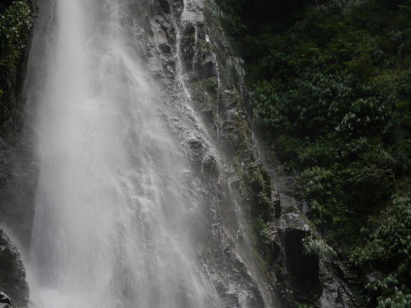 本棚のわきでヤマユリが咲いている