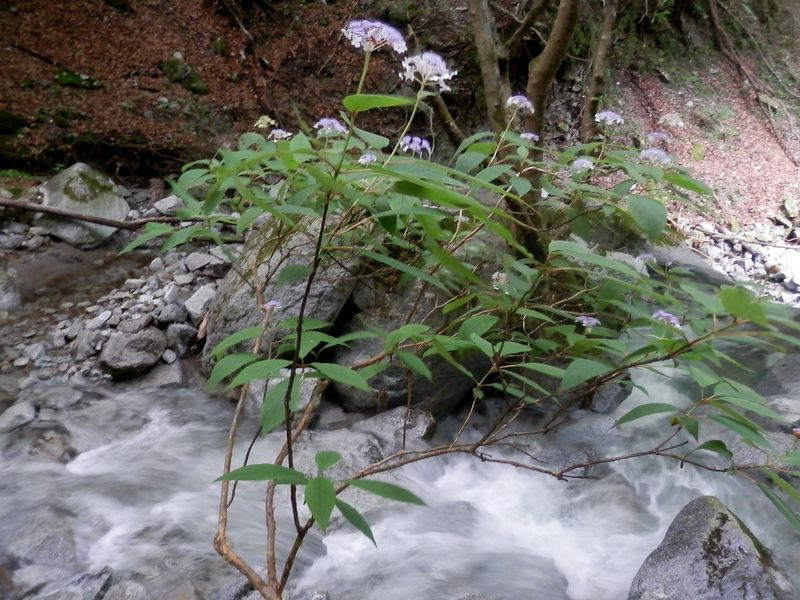 風流なタマアジサイ