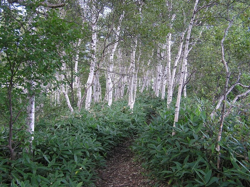 四阿山 -- 笹とダケカンバの登山道