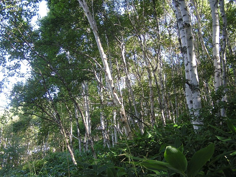 四阿山 -- ダケカンバと笹の森