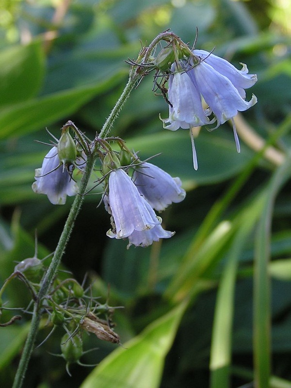 四阿山 -- ヒメシャジンか、ツリガネニンジンか？ 