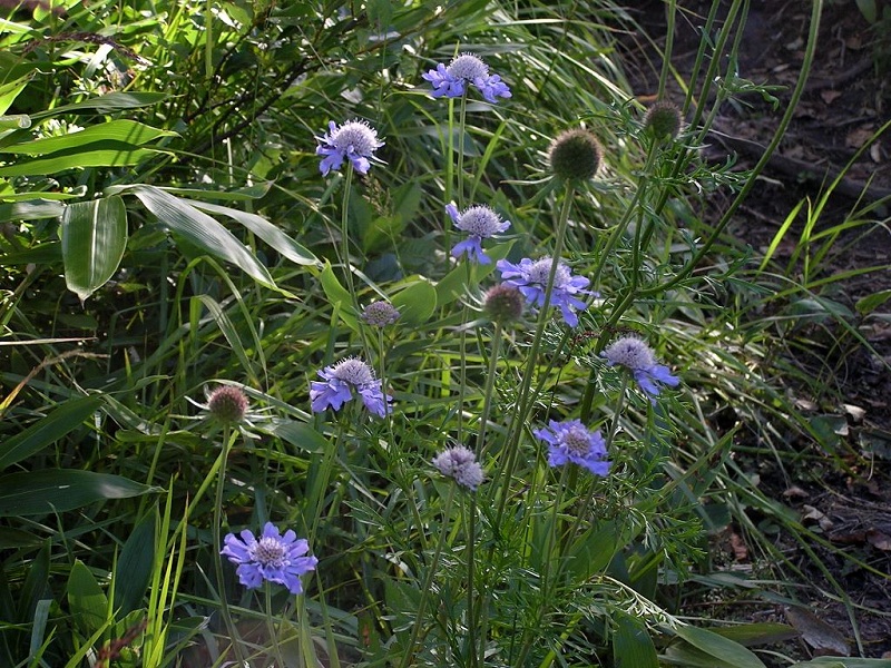 四阿山 -- マツムシソウ