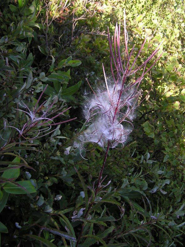 四阿山 -- ヤナギランの花は終わって綿毛になっていた