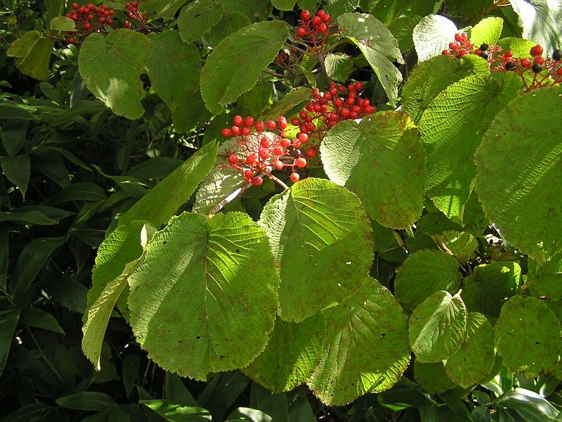 四阿山 -- オオカメノキの実