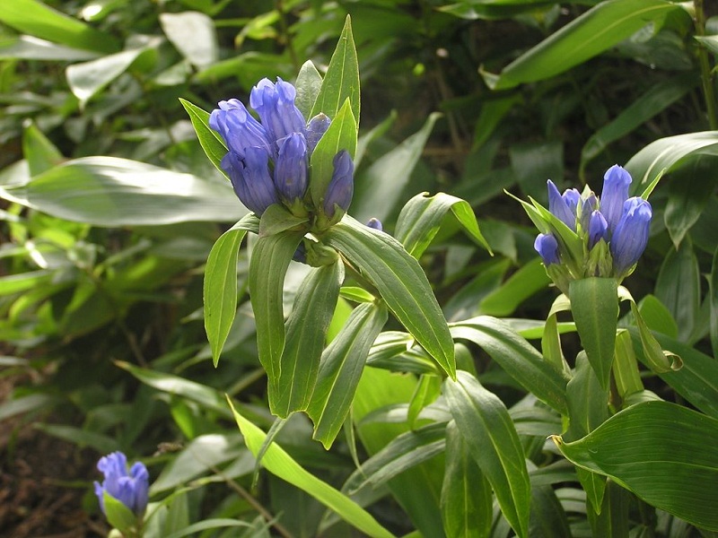 四阿山 -- オヤマリンドウ