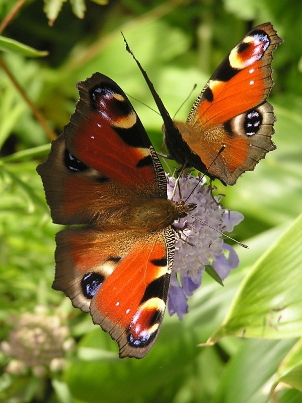 四阿山 -- マツムシソウとクジャクチョウ