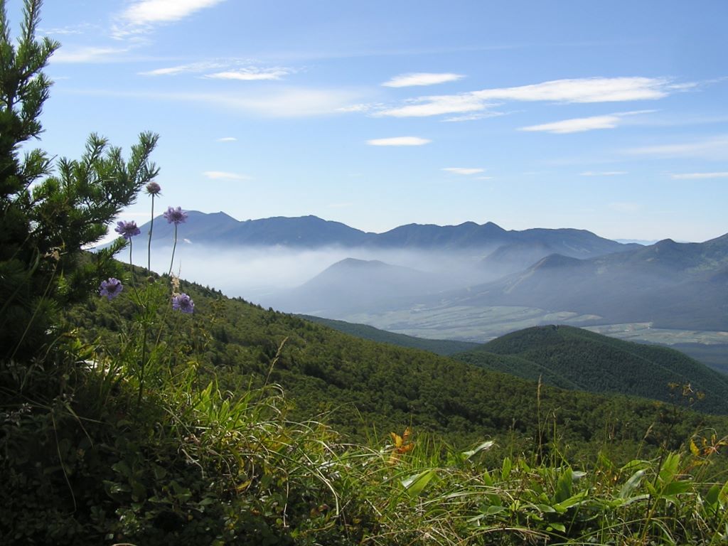 四阿山 -- 浅間山とマツムシソウ