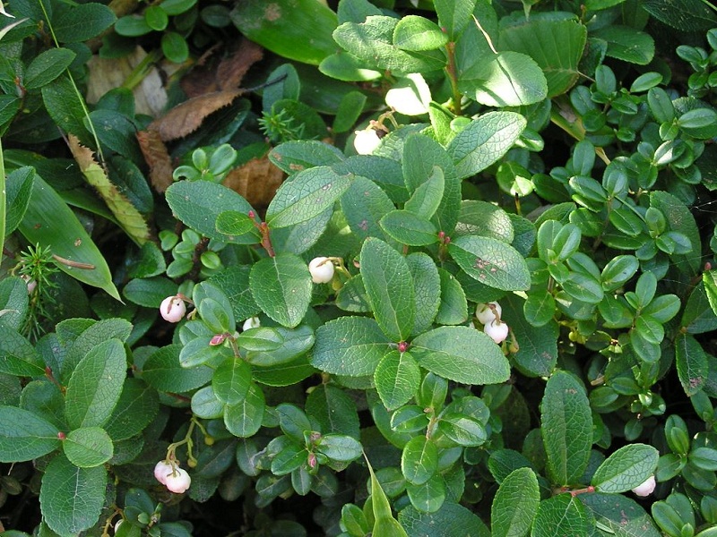 四阿山 -- シラタマノキ