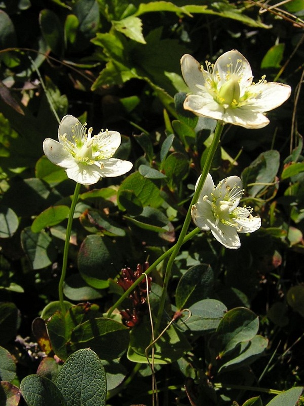 四阿山 -- ウメバチソウ