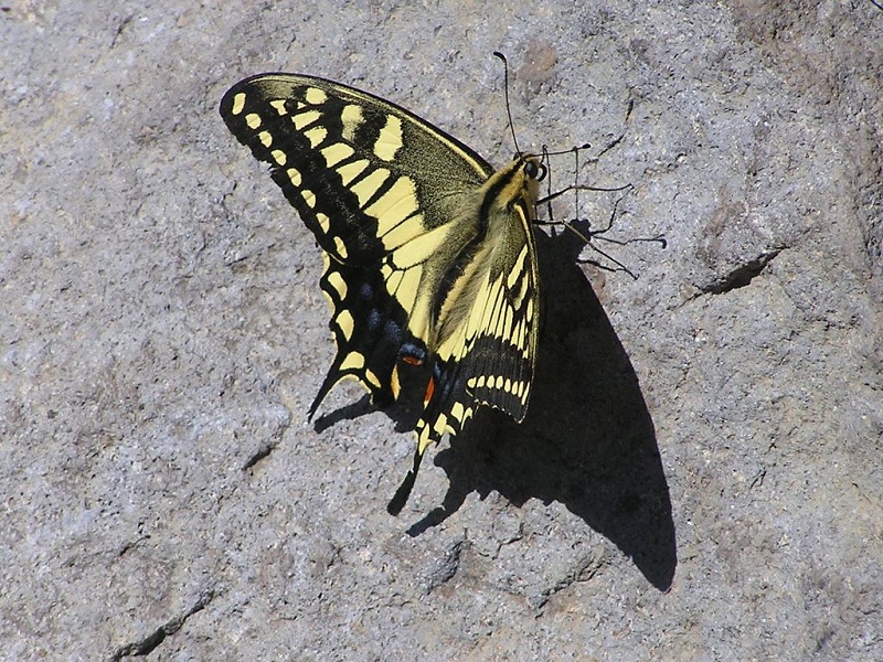四阿山頂のキアゲハ