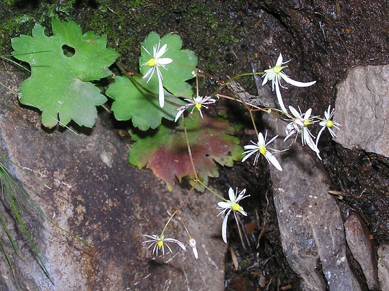 四阿山 -- 岩の陰に咲いていたミヤマダイモンジソウ